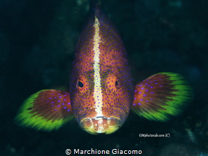 The face
Nikon D800E, 105 macro, twin strobo
Raja Ampat by Marchione Giacomo 